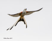 Scissor-tailed Flycatcher near Zapata, Texas