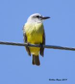 Tropical Kingbird near Sabal Palm Sanctuary, Texas