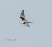 White-tailed Kite, Granjeno, Texas