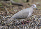 White-tipped Dove at Frontera Audubon Center, Texas