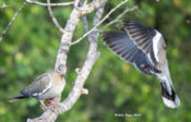 White-winged Dove in Salineno, Texas
