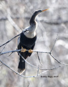 Anhinga (female) at Carson Rest Area in Prince George County, VA