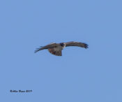 Red-tailed Hawk (fuertes), adult, Santa Ana NWR, Texas