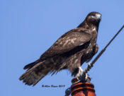Harlan's Red-tailed Hawk (immature) in central Texas