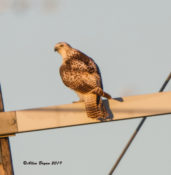 Krider's Red-tailed Hawk (immature) in central Texas