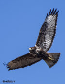 Harlan's Red-tailed Hawk (adult) in central Texas