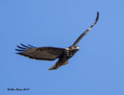 Harlan's Red-tailed Hawk (adult) in central Texas