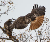 Red-tailed Hawk, light morph, calurus