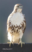 Red-tailed Hawk (immature) perched in Charles City County, VA