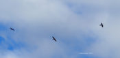 Three (3) Anhinga soaring in Prince George County, Va