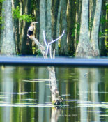 Perched Anhinga in Prince George County, Va.