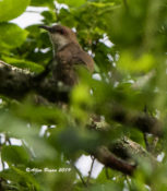 Black-billed Cuckoo @ Powhatan State Park, VA