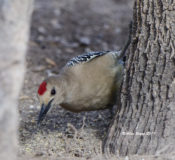 Gila Woodpecker from Sierra Vista, Arizona