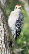 Golden-fronted Woodpecker from Texas