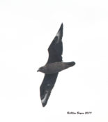 Great Skua off of Cape Hatteras, NC