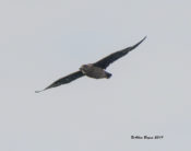 Great Skua off of Cape Hatteras, NC