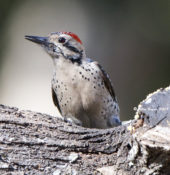 Ladder-backed Woodpecker from Texas