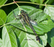 Blackwater Clubtail (female) eating Eastern Ringtail in Fluvanna County, VA