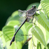 Blackwater Clubtail (male) in Fluvanna County, VA