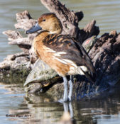 Fulvous Whistling-Duck at Estero Llano State Park, Texas