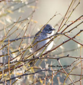 Bell's Sparrow at "Thrasher Spot" in Arizona