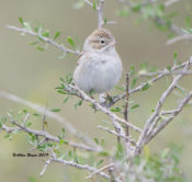Brewer's Sparrow from Arizona