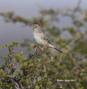 Cassin's Sparrow in southwestern Texas