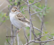Clay-colored Sparrow in southwestern Texas