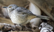 Curve-billed Thrasher from Rio Grande Valley, Texas