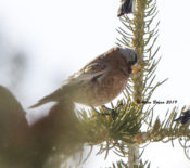 Gray-crowned Rosy-Finch from Sandia Crest, NM