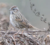 Lincoln's Sparrow from southwestern Texas