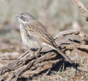 Sage Sparrow from "Thrasher Spot" in Arizona