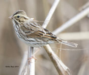 Savannah Sparrow from Texas