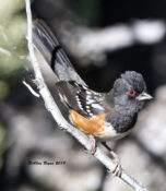 Spotted Towhee in Arizona
