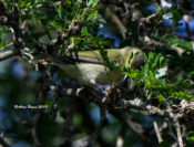 Tennessee Warbler in Rio Grande Valley, Texas