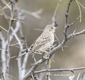 Vesper Sparrow from southwestern Texas