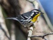 Yellow-throated Warbler in Rio Grande Valley, Texas