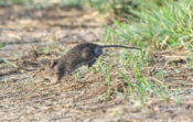 Cotton Rat (Sigmodon hispidus) from King William County, VA