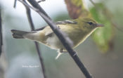 Bay-breasted Warbler in Rockingham County, VA- immature