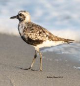 Black-bellied Plover- transitional to basic plumage