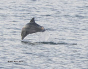 Bottlenose Dolphin off of the Oceana Pier, N.C.