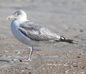 Herring Gull- early 4th cycle; Atlantic Beach, N.C.; 9-20-19