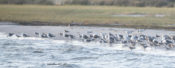 Lesser Black-backed Gulls at Cedar Island Ferry Terminal, N.C.