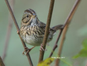 Lincoln's Sparrow at Biery Creek Reservoir, Rockingham County, VA