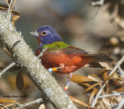 One of two male Painted Buntings at Fort Macon State Park, N.C.