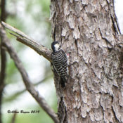 Red-cockaded Woodpecker in Croatan National Forest, NC