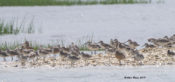 Mixed shorebirds at Taylor's Creek, NC (Willet, Whimbrel, Marbled Godwit)