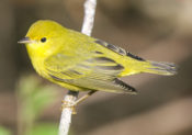 Yellow Warbler at Fort Macon State Park, NC