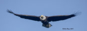 Bald Eagle in Hopewell, VA
