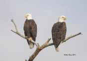 Bald Eagle pair in King William County, VA